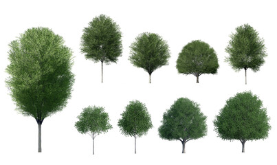 Collection Beautiful 3D Trees Isolated on PNGs transparent background , Use for visualization in architectural design or garden decorate	