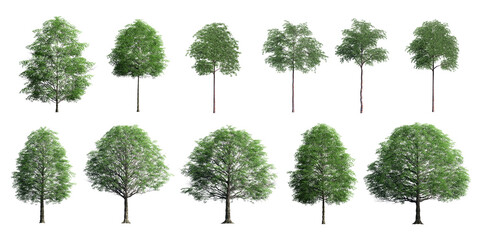 Collection Beautiful 3D Trees Isolated on PNGs transparent background , Use for visualization in architectural design or garden decorate	