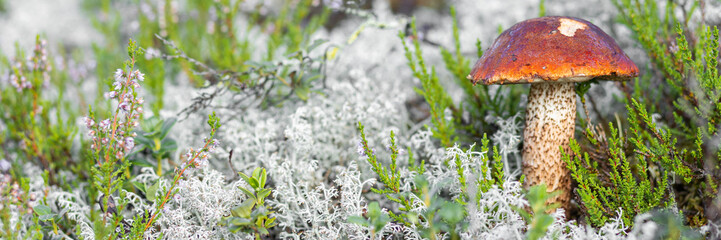 A forest edible brown cep porcini mushroom growing in a natural background. Karelia. Banner copy space for text