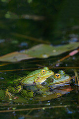 Pool Frog - couple // Kleiner Wasserfrosch - Pärchen (Pelophylax lessonae) - Germany