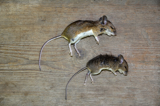 Close up of dead mouse on the street background .