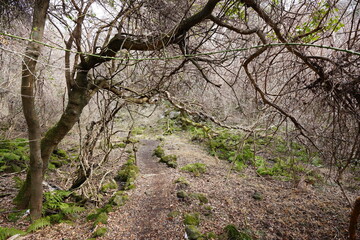 old trees and vines in winter forest
