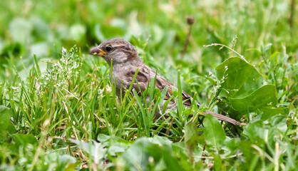 Portrait of a sparrow in the green grass