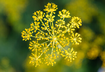 Yellow flowers on dill as a background.