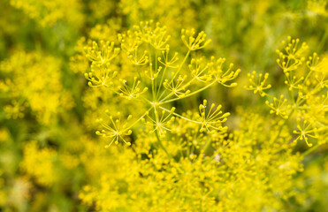 Yellow flowers on dill. Nature