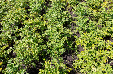 Fototapeta na wymiar Green leaves of potatoes in the vegetable garden.