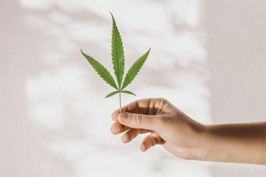 A female hand holds a leaf of marijuana on a grey shadow background. Marijuana cultivation concept. Copy space
