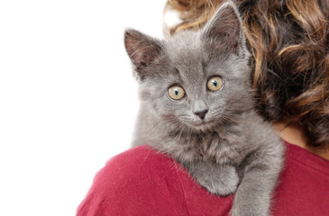 Portrait of a gray kitten on the shoulder of a girl isolated on a white background.