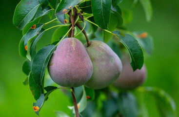 Ripe pears on the branches of a tree.