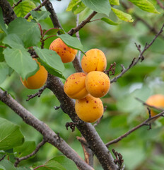 Ripe apricot on the branches of a tree.