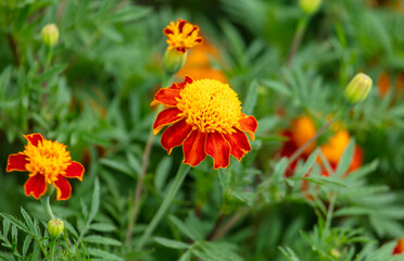Beautiful orange flower on a plant.
