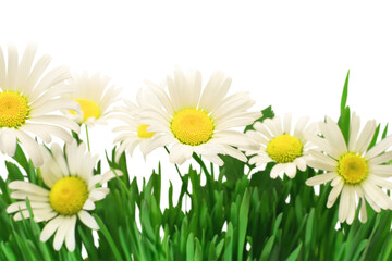 Daisies isolated on white background