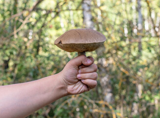 Mushroom boletus in the hand in the forest.