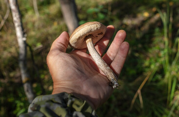 Mushroom boletus in the hand in the forest.