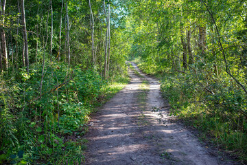 Wet dirt road in the forest