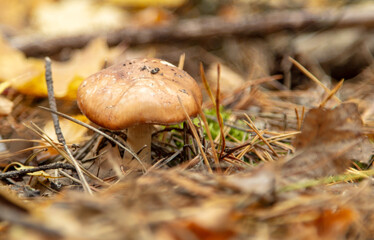 Mushrooms on the ground in the forest in autumn.