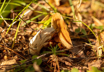 Mushrooms on the ground in the forest in autumn.