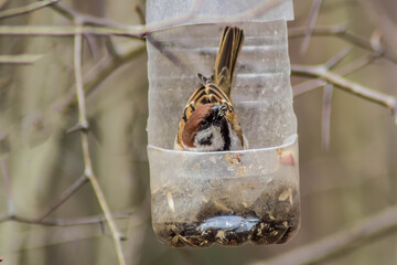 A brown field sparrow in close-up sitting in a homemade bottle feeder. A small local bird in a city park among people. Concept: feeding birds. A group of sparrows and its representatives.