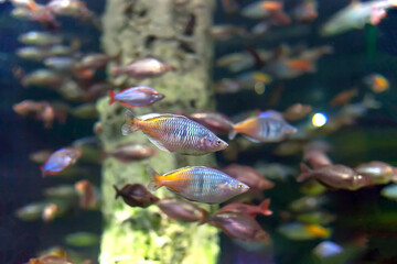 A school of blue-yellow sea fish on a blue background. Large aquarium with a variety of amphibians in the city aquarium. Diving and observing the inhabitants of the seas and oceans.