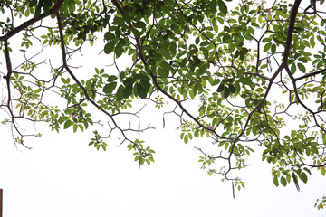 Green branches and leaves, white background, angle up