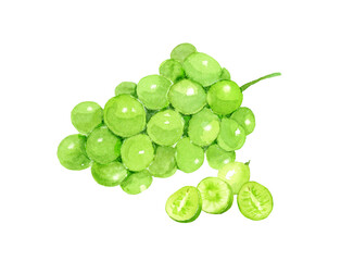 Watercolor painting illustration of muscat with transparent background