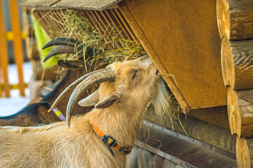 White horned goat eats hay from a special feeder in the barnyard. Farm animals, beneficial and environmentally friendly products. Rustic dairy products made from high quality natural materials.