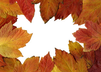 Foliage. Autumn dead leaves.