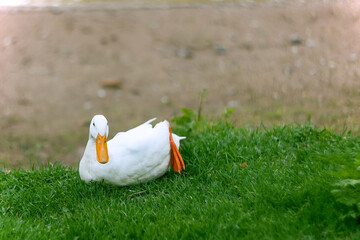 A white domestic goose lies against the background of a green lawn and looks right at us. Breeding of farm animals and birds. Feeding and walking pets in the village and on the farm.
