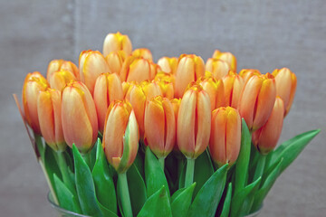 Bright orange tulips close-up in a bouquet on a blurry background. Spring flowers as a gift for a woman's birthday and anniversary. A beautiful juicy April bouquet in a bucket at the breeders.