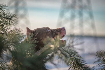 A beautiful purebred American Pit Bull Terrier is playing outdoors in winter. There is artistic noise.
