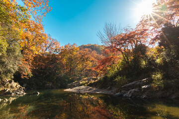 Obraz na płótnie Canvas 埼玉県嵐山渓谷の紅葉した木々
