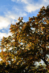 English nature colours