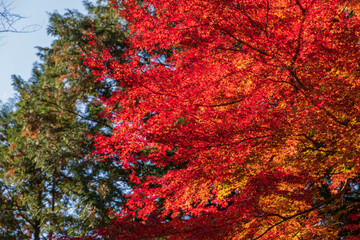 埼玉県嵐山渓谷の紅葉