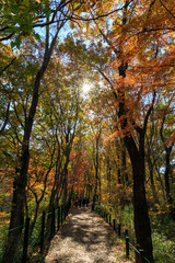 Fototapeta premium 埼玉県嵐山渓谷の遊歩道