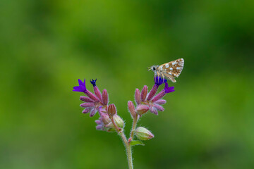 tiny brown butterfly on green background