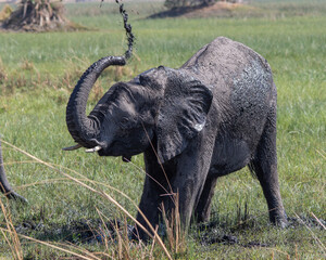 Obraz premium A young African elephant having fun in a pool of mud