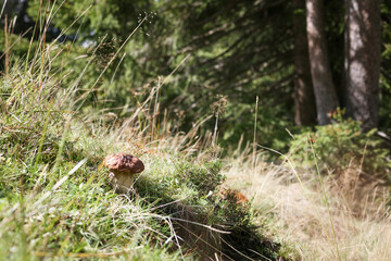 Boletus edulis mushroom growing in meadow at the edge of the forest. Fall fungi background scenery. Edible mushroom ready to be harvested. Known as king mushroom, cep or porcini. Selective focus.