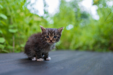 Newborn gray kitten closeup. Kitten at one month old of life on nature, outdoors
