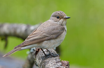 Cute Spotted Flycatcher (Muscicapa Striata) perched on old lichen branch side view with clean backgroung