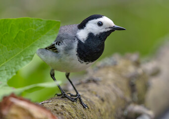 Adult male White wagtail (Motacilla alba) looking out 
from the leaf on small branch with clean green background in summer 