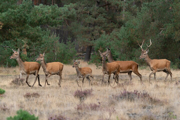 Naklejka na ściany i meble A group of Red deer (Cervus elaphus) in rutting season on the fields of National Park Hoge Veluwe in the Netherlands. Forest in the background.
