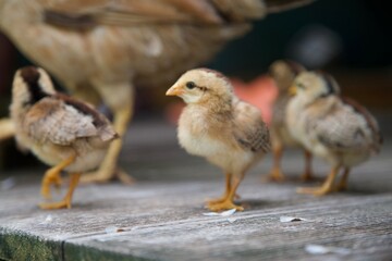 poussins en liberté dans un restaurant en guadeloupe