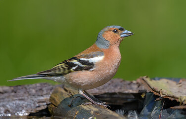 Male Chaffinch (Fringilla coelebs) stands on a branch near a water pond in spring 