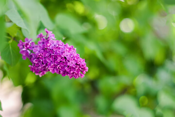 Large bright purple flowers of an urban shrub on a blurred background. Blooming lilac close-up on a...