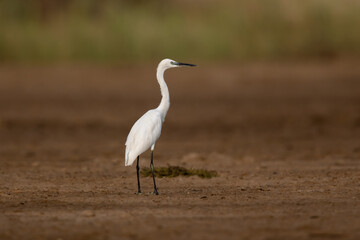 Portrait of little egret