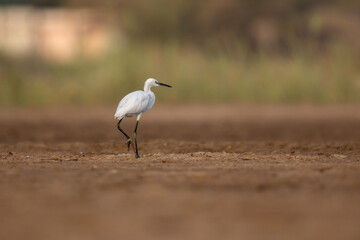 Little egret walking walking