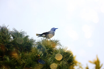 eurasian wildlife forest bird Nucifraga caryocatactes