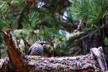 eurasian wildlife forest bird Nucifraga caryocatactes