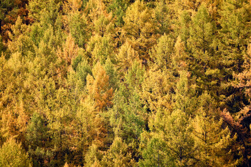scenery yellow larch beautiful autumn forest, ecology climate change