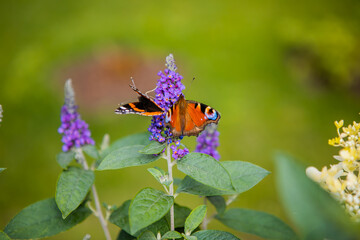 The buddleja davidii bush is blooming in the garden with butterfly on it